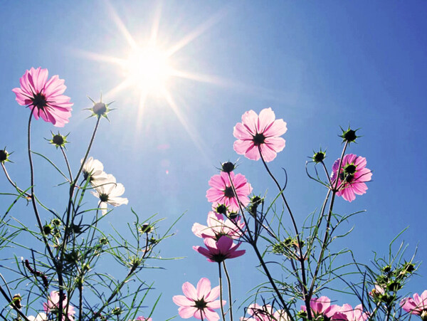 阳光下的雏菊花图片
