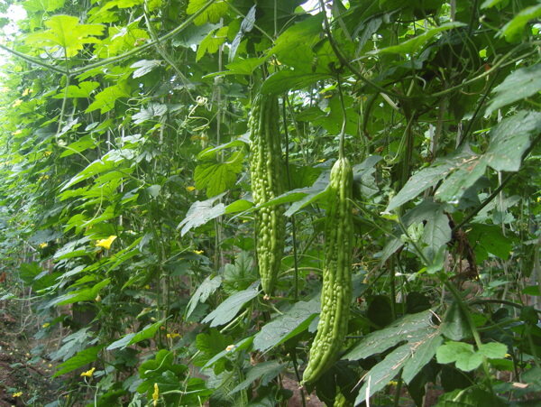 植物蔬果苦瓜