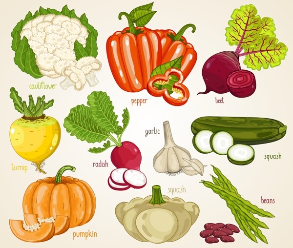 手绘各种蔬菜插画