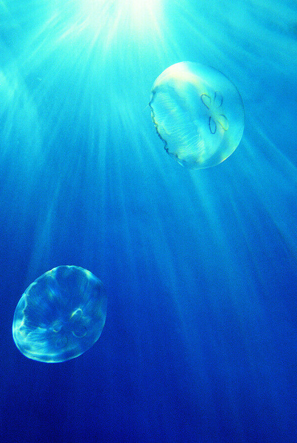 海洋生物