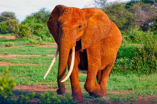 草地上行走的大象