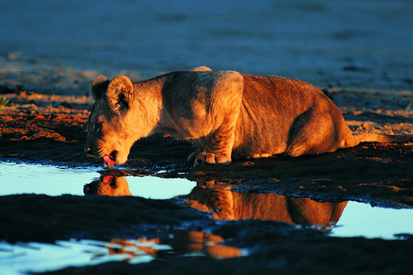 喝水的狮子