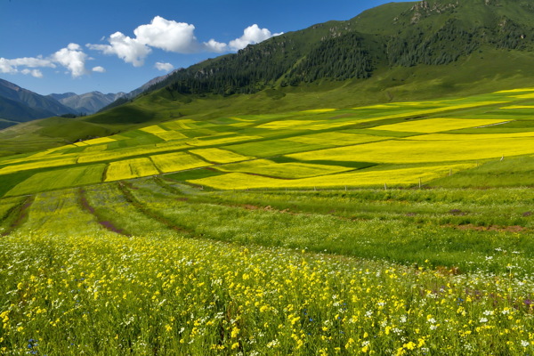 青海祁连县油菜花风景