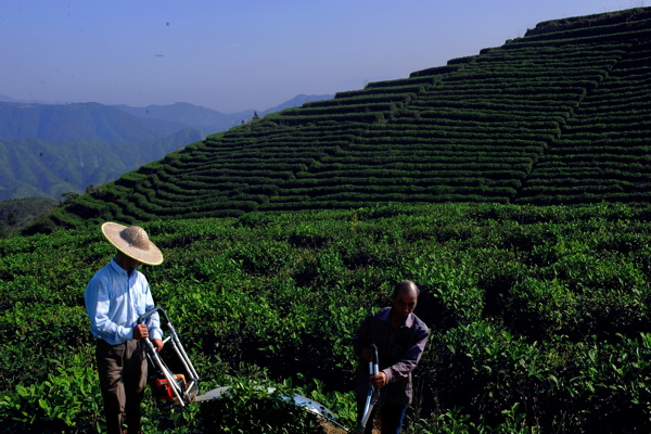 茶园机械化修剪图片