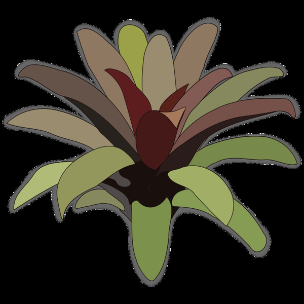 bromelia07