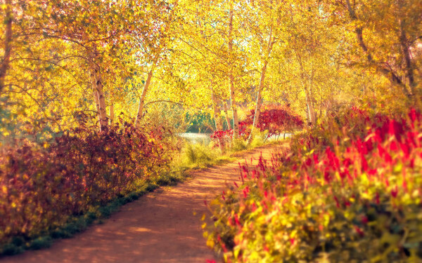 秋天枫树林小道图片