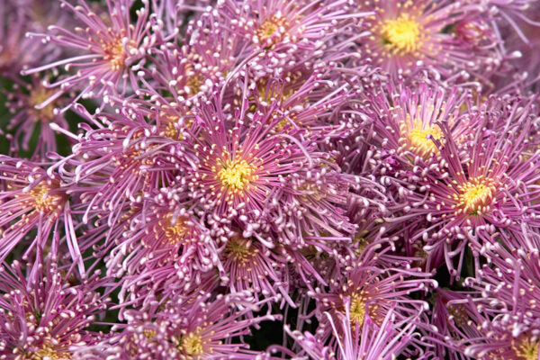 浅紫色的菊花花束图片图片
