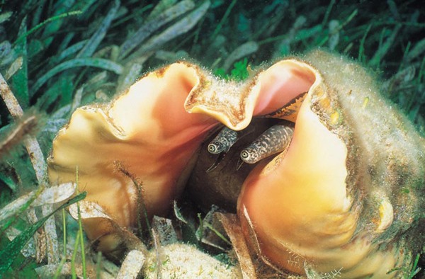 海洋生物