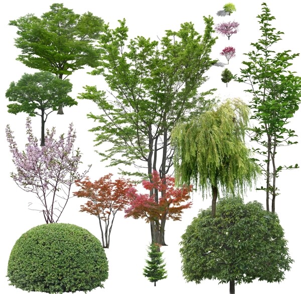 园林树木景观植物