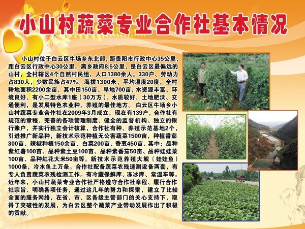 小山村蔬菜专业合作社基本情况图片