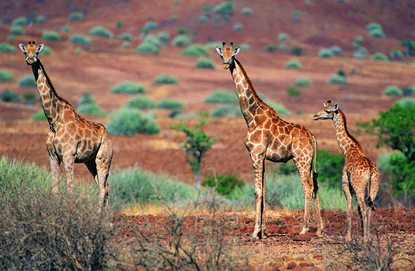 长颈鹿摄影图片
