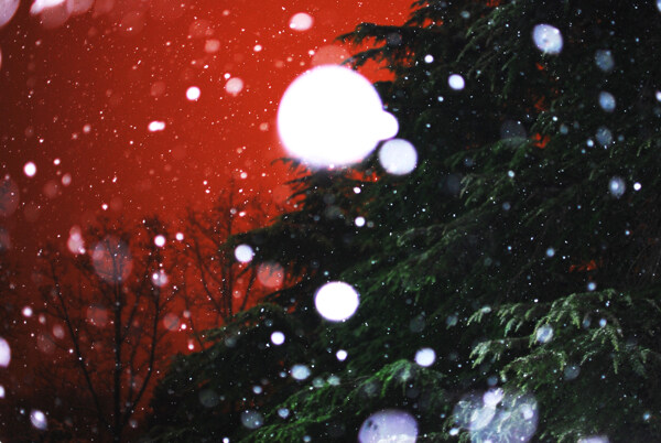 下雪时的雪松剪影图片