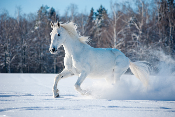 雪地里奔跑的白马