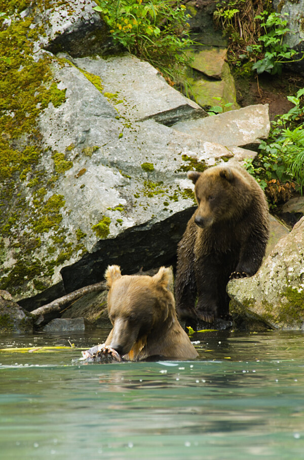 水里抓食的熊