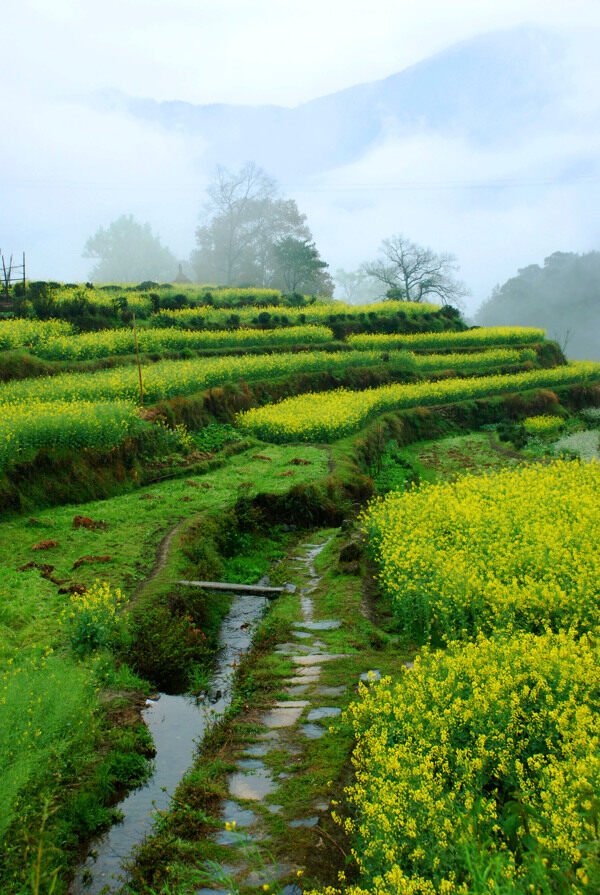 油菜花美景图片