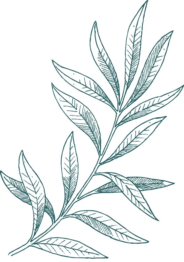 绿色植物线描窄叶植物