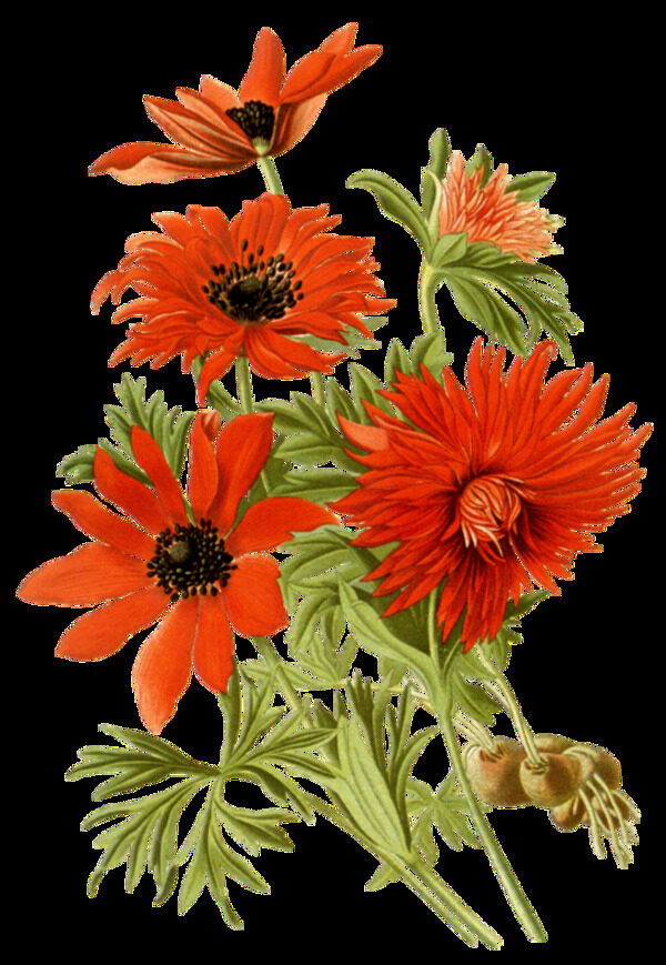 精致盛开橙色花朵手绘菊花装饰元素