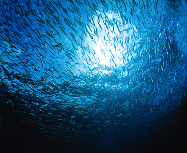 深海中的鱼群
