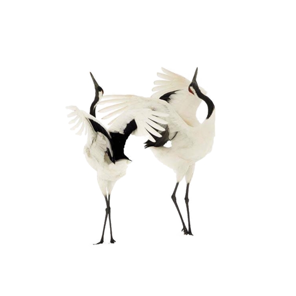 展翅的白鹤设计元素