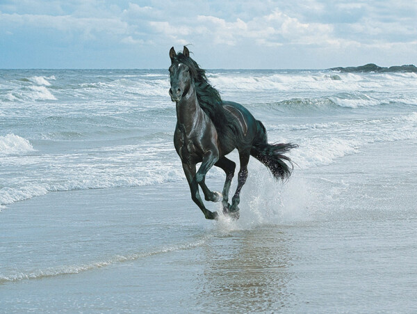 海滩奔跑的黑马图片