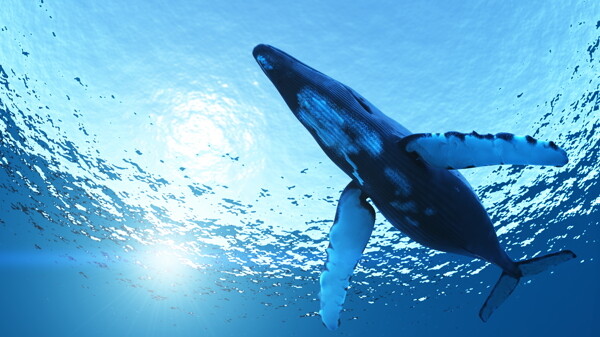 鲨鱼鲸鱼图片
