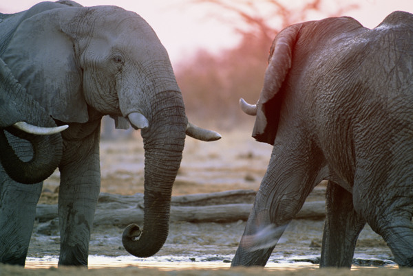 非洲野生动物大象图片