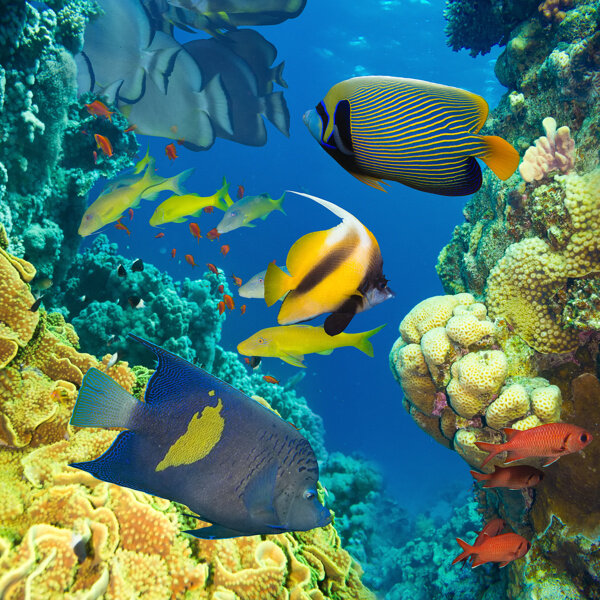海底世界里的珊瑚和鱼类图片