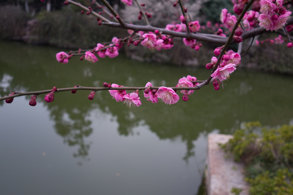 梅花红梅图片