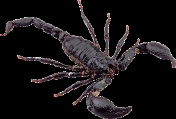 黑蝎子免抠png透明图层素材