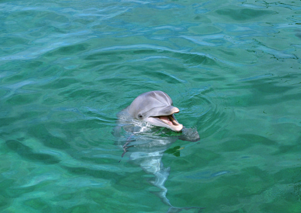 水里里的海豚图片