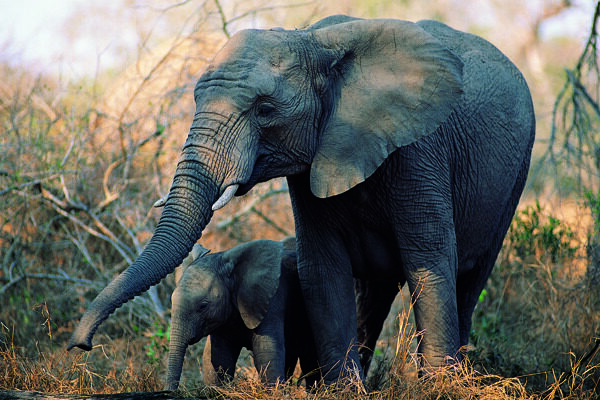母象和小象图片