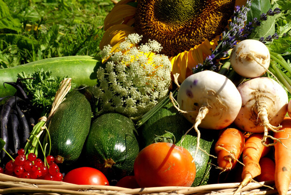 水果蔬菜农业