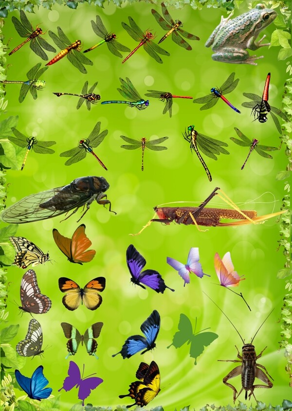 春季昆虫动物图片