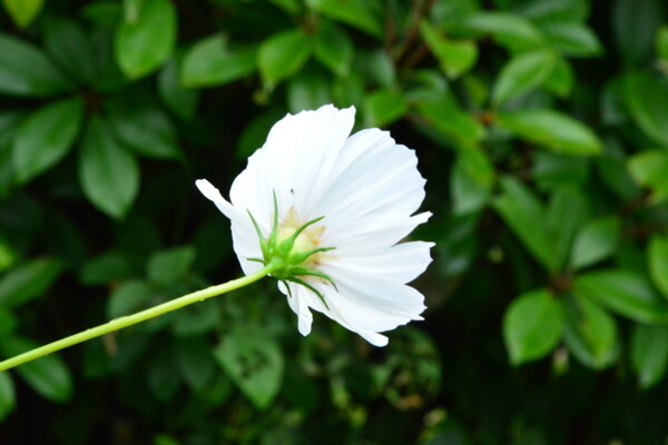 雨中小花图片