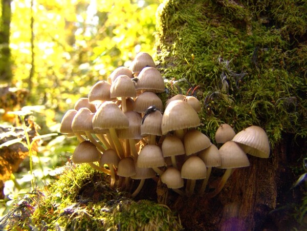 秋天蘑菇摄影图片