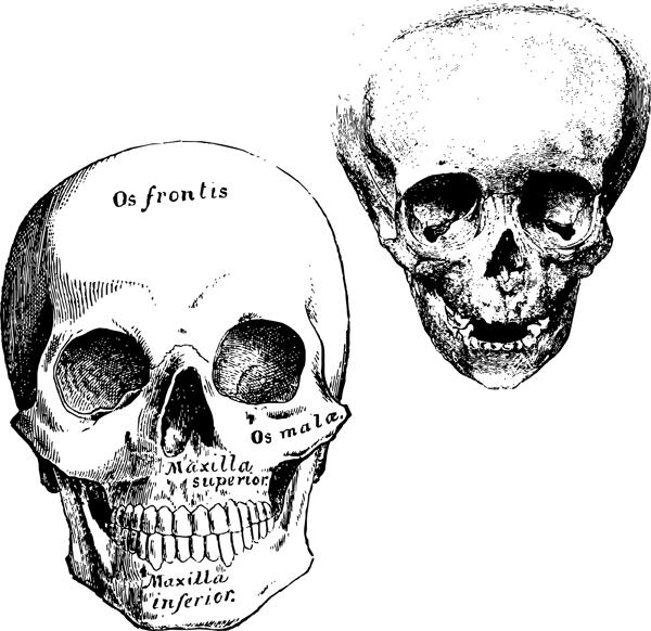 头骨的矢量图形