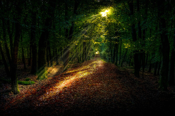 神秘森林黑暗森林光线