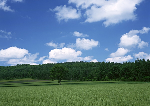 田园风光