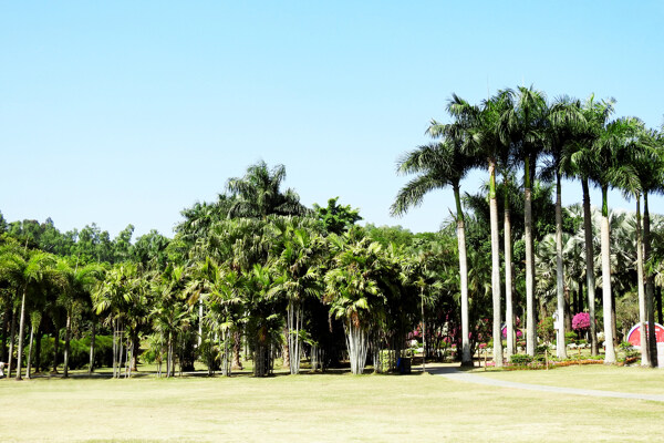 椰树椰林