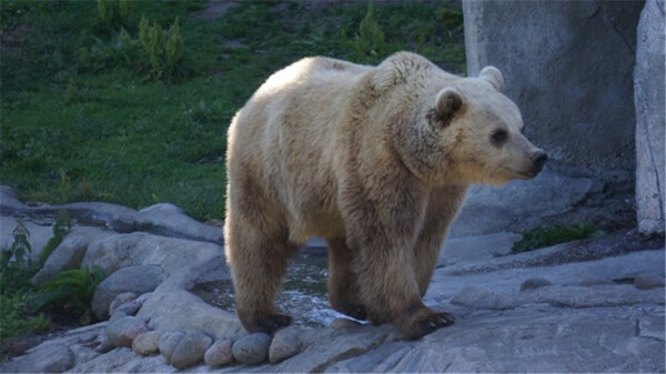 大棕熊图片