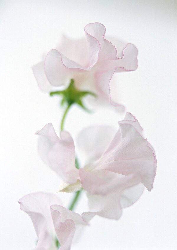 一支白花