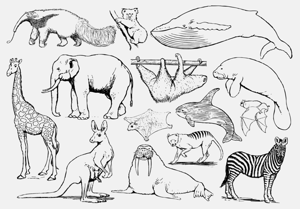 野生动物手稿