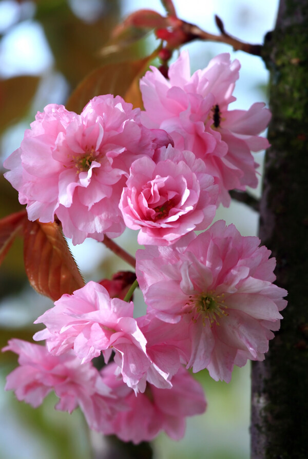 重瓣樱花图片