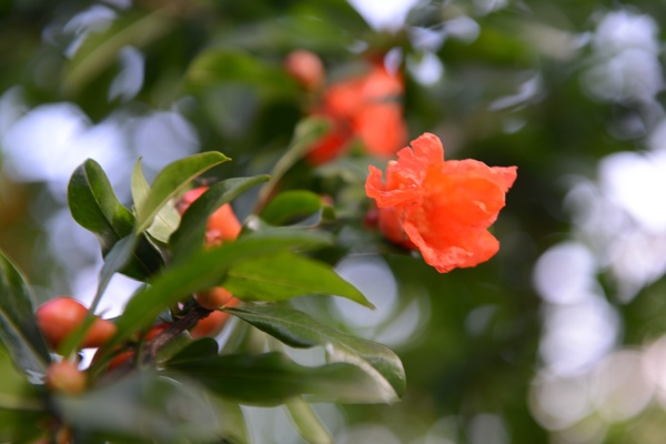 石榴花开图片