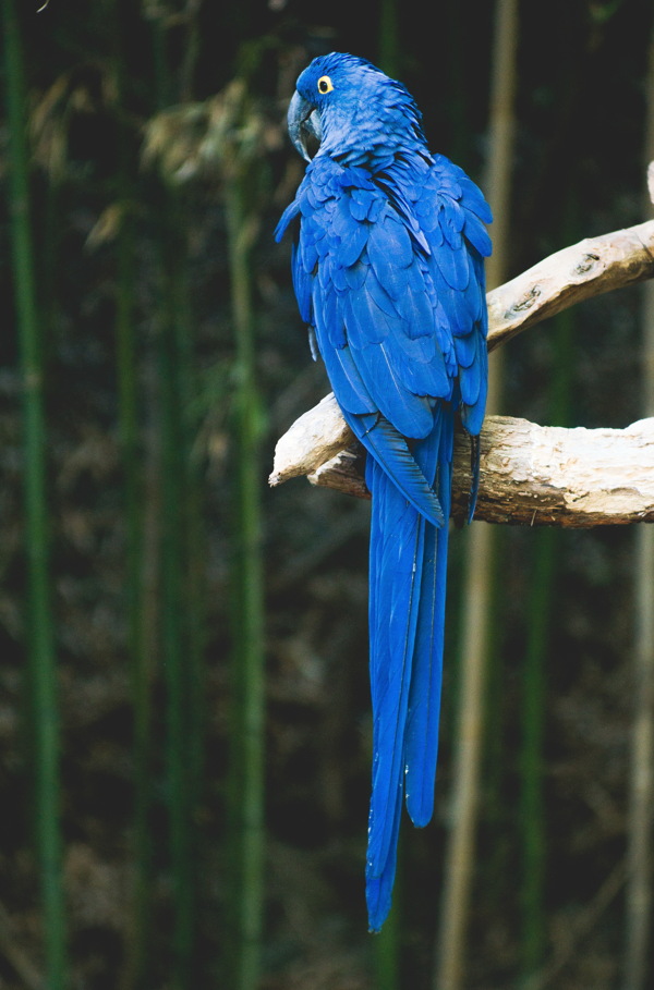 可爱蓝色鹦鹉图片
