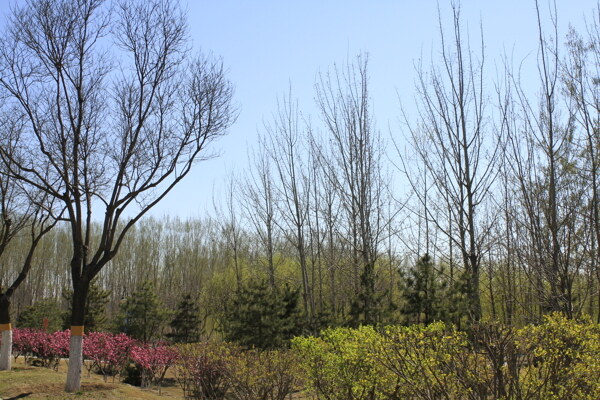 春天公园树木
