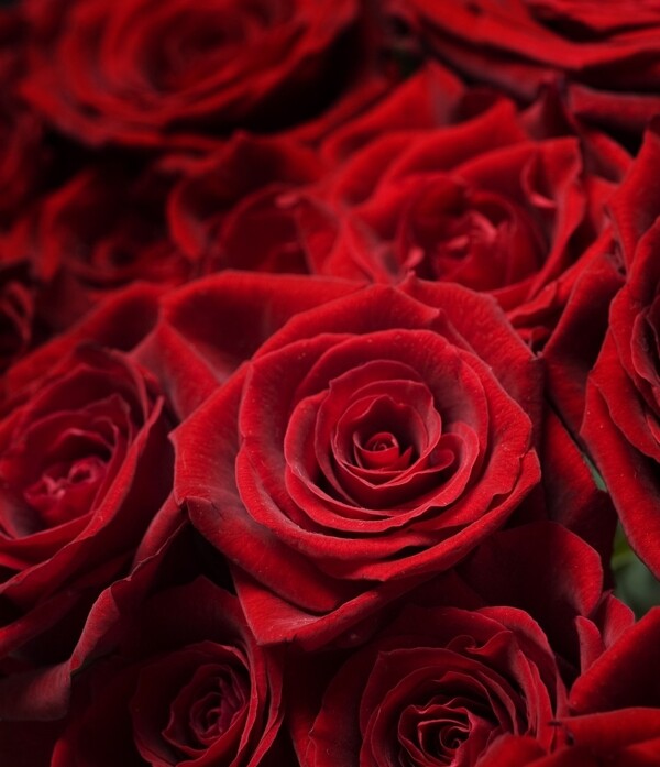 火红玫瑰图片