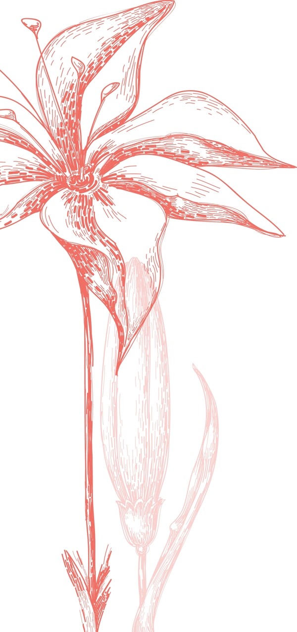 手绘素描花朵元素