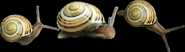 三只蜗牛图片免抠png透明图层素材