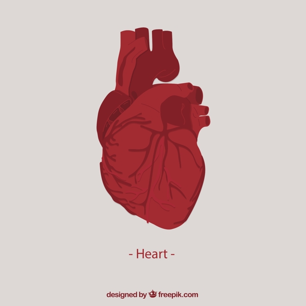 人心脏